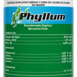phyllum